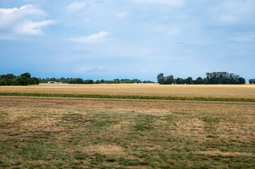 Golden wheat fields at the Danish countryside in Fakse Ladeplads, Seeland, Denmark