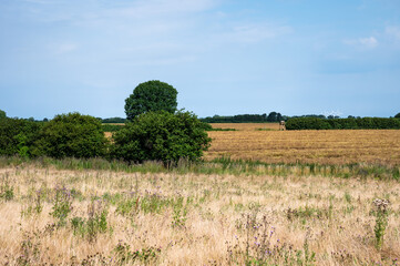 Golden wheat fields at the Danish countryside in Rodvig Stevns, Denmark