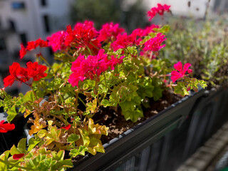 Blooming vibrant pink red geranium flowers in decorative flower pot hanging on a balcony fence close up, geranium plants in balcony garden outdoors in autumn time