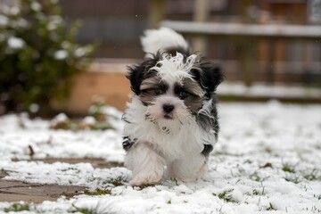 Shih Tzu explores snowy yard, curiosity piqued by frosty terrain