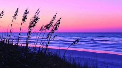  Pink & purple sunset on the beach w/ sea oats in fg & ocean bg