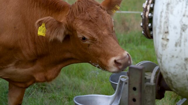 Cow drinking water