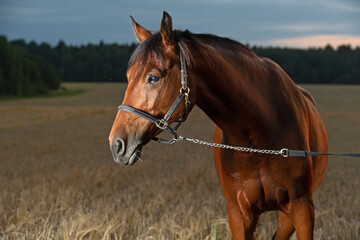 Fototapeta premium portrait of beautiful bay horse posing at wheat field against sunset sky at evening. close up