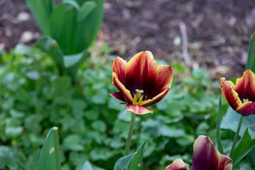 red and yellow tulip