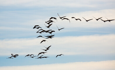 Birds in flight. Flock of cranes returning from warm lands in blue spring sky..