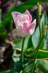 Pink Tulip