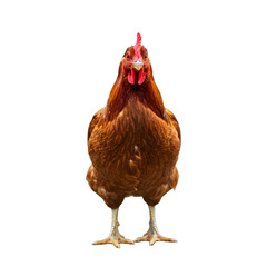 Fototapeta premium Poultry chicken isolated on png