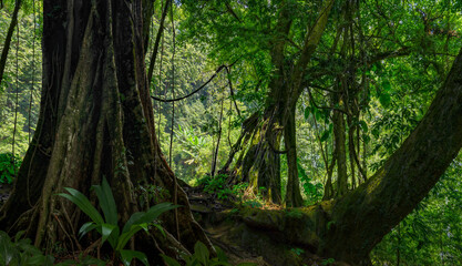 Tropical jungles  of Southeast Asia