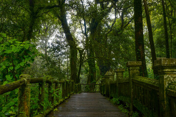 Obraz premium Tropical jungles of Southeast Asia