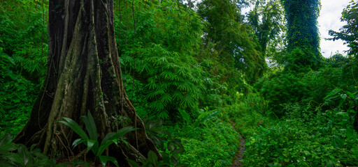 Tropical jungles  of Southeast Asia