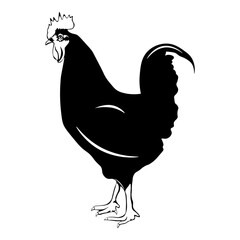 Rooster