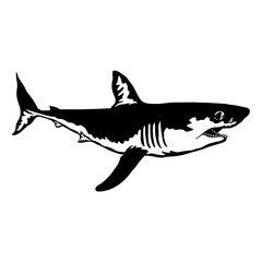 Salmon Shark