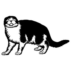 Scottish Fold Cat