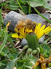 Picture of a bee on a dandelion flower