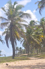 Obraz premium Palm trees on the beach