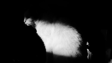 cat4 © Lipa
