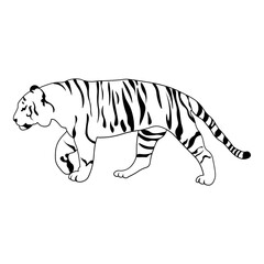 Side View of Tiger