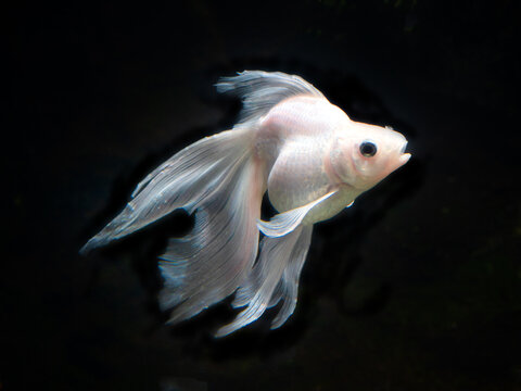 金魚　リュウキン