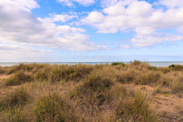 sand dunes and grass