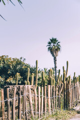 Handmade wooden fence with cacti garden and palm tree