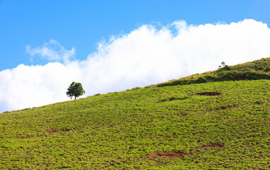 Uma árvore solitária num monte. 