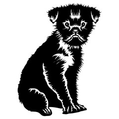 Sitting Affenpinscher