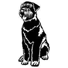 Sitting Black Russian Terrier