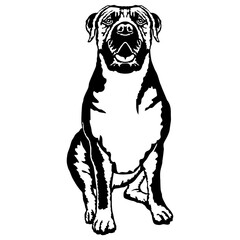 Sitting Boerboel