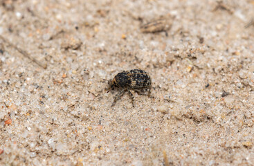 Cactus weevil Gerstaeckeria basalis on sandy soil in Colorado