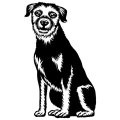 Sitting Border Terrier