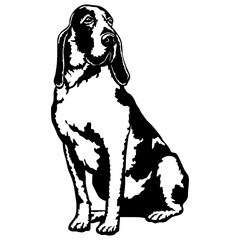 Sitting Bracco Italiano