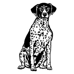 Fototapeta premium Sitting Braque du Bourbonnais