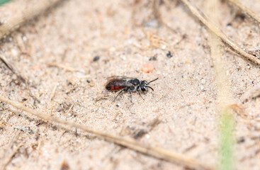 A Blood bee in the Genus Sphecodes of Colorado perched on sandy ground