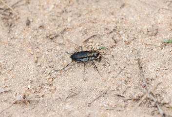 A Punctured tiger beetle Cicindela punctulata perched on a sandy area in Colorado during daylight