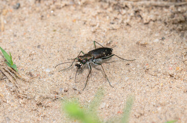 Punctured Tiger Beetle Cicindela punctulata foraging on sandy soil in Colorado