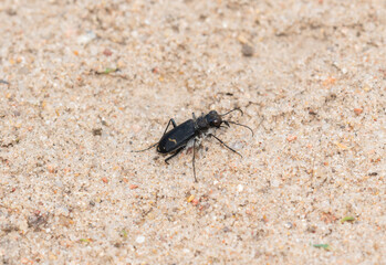 Purple Tiger Beetle Cicindela purpurea perched on the sandy terrain of Colorado