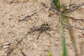 Robber fly in the genus Proctacanthella perched on sandy soil in Colorado