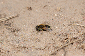 Yellow shouldered drone fly Eristalis stipator perched on sandy ground in Colorado