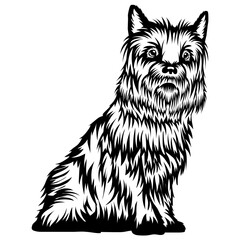 Sitting Cairn Terrier