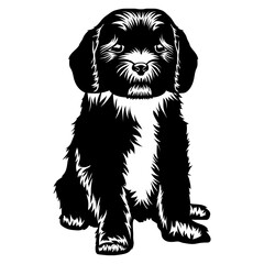 Sitting Cavapoo - Cavoodle