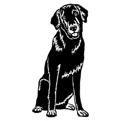 Sitting Flat coated Retriever