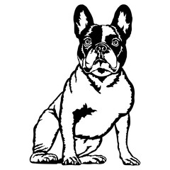 Sitting French Bulldog