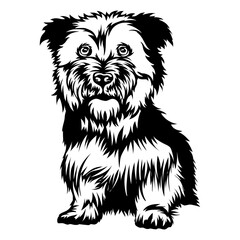 Sitting Glen of Imaal Terrier