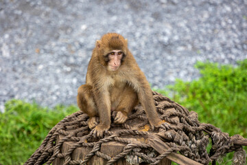 An Isolated Japanese Macaque