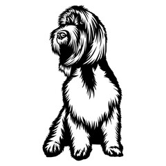 Sitting Grand Basset Griffon Vendéen