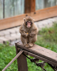 An Isolated Japanese Macaque