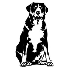Sitting Greater Swiss Mountain Dog