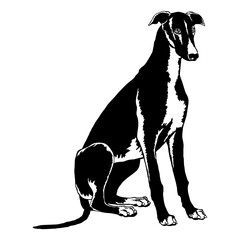 Sitting Greyhound