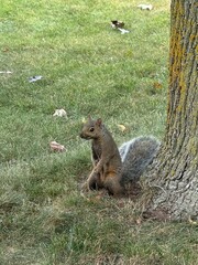 Squirrel in park