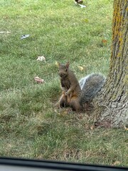 Squirrel by trees
